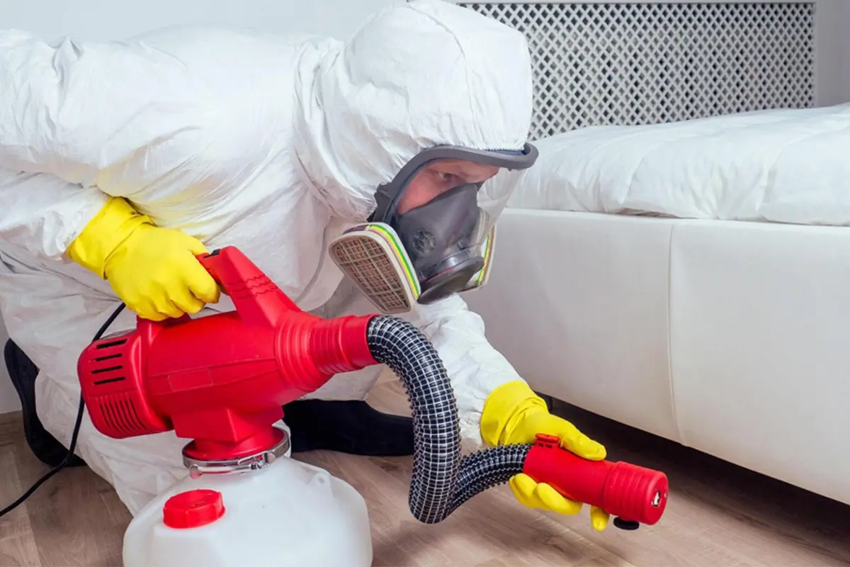 Tahta Kurusu İlaçlama